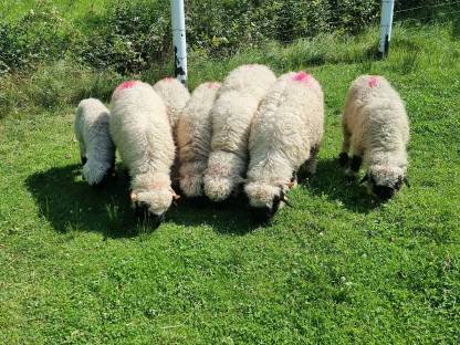 11 Walliser Schwarznasenschafe, Herdebuchtiere
