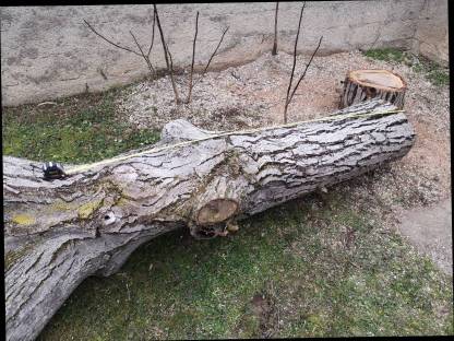 Bild 5:Walnuss Stamm