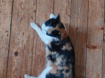 Bild 8:Verschmuste Katzenbabys suchen ihr Zuhause