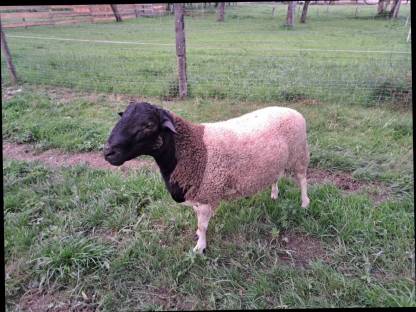 Dorper Bock