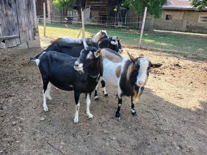 Bild 2:Ziegen und Böcke