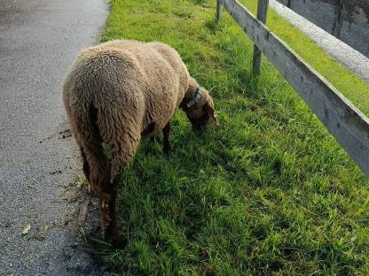 Bild 2:Jura Schaf Bio