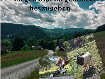 Ziegen und Ziegenböcke