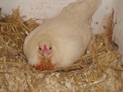 Bild 6:Grünleger - Deutsches Buschhuhn