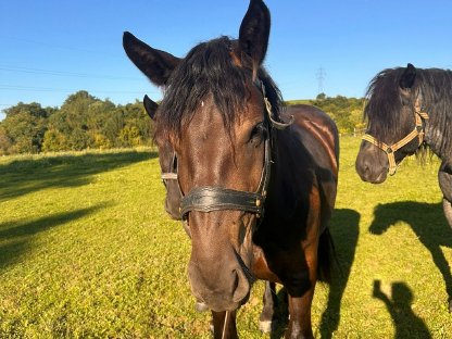 Bild 3:Verkaufe wunderschöne 3-jährige Norikerstute Famosa