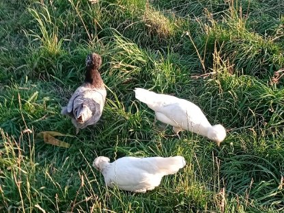 Bild 2:Haub-Hähne und Hennen, 6 Monate alt