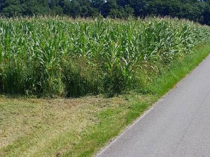 Bild 4:Bio Austria Mais