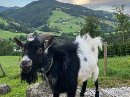 Bild 4:Verschenke Zwergziegenbock