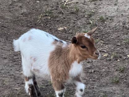 Bild 2:Zwergziegen