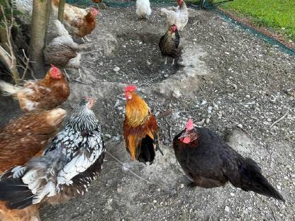 Bild 6:Hennen und Hähne verschiedenen Alters