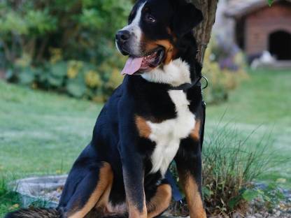 Bild 2:Großer Schweizer Sennenhund Rüde