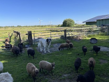 Bild 5:Ouessantschafe, Zwergschafe, Herdbuch