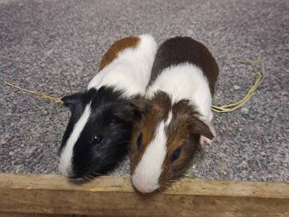 Meerschweinchen