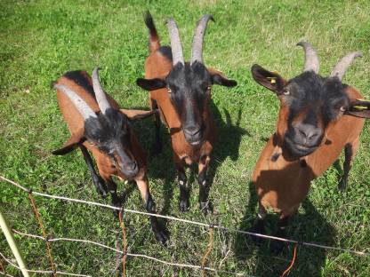 Bild 2:Pinzgauer Ziegen