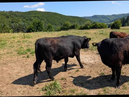 Bild 4:Galloway Kalbinnen und Stiere