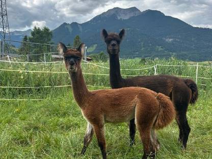Bild 2:Alpaka Junghengst