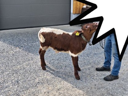Bild 2:Reinrassiges PI-Stierkalb zu verkaufen