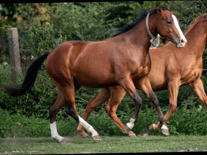 Bild 9:Appaloosa Stute