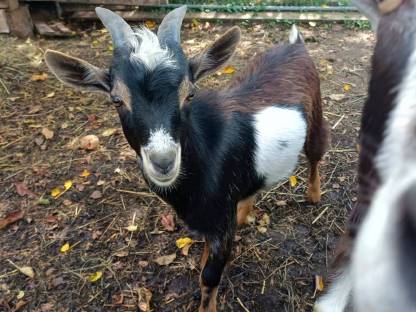 Zwergziegenbock