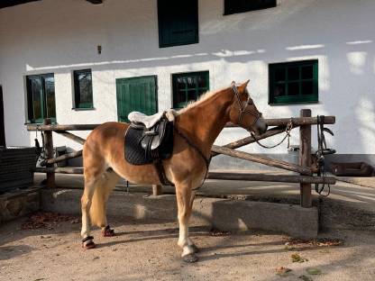 Bild 6:RESERVIERT! Tiroler Haflinger-Stute der Extraklasse (tragend)