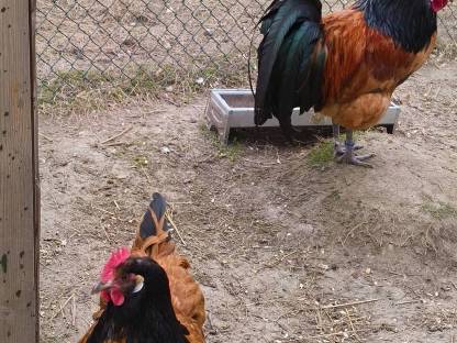 Bild 5:Vorwerk Bruteier