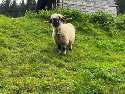 Walliser Schwarznasenschafe zu verkaufen