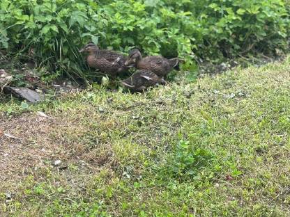 Bild 2:Stockenten-Küken