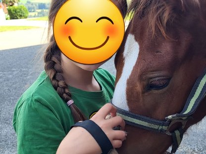 Bild 3:Reitpony Hengstfohlen