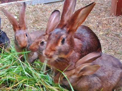 Bild 5:Hasenkaninchen reinrassig