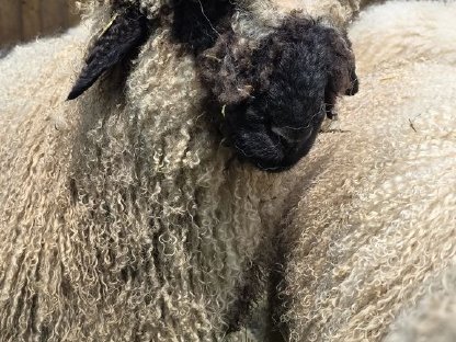 Bild 3:Walliser Schwarznasenbock