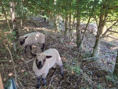 Bild 2:Shropshire Böcke