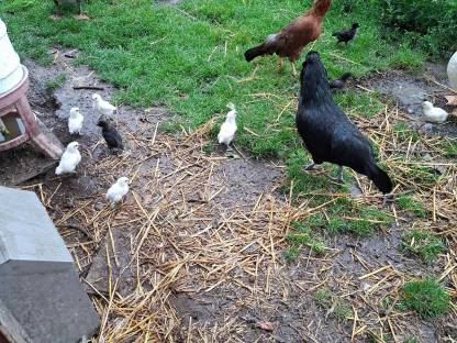 Bild 6:Hühnerküken gemischte Gruppe