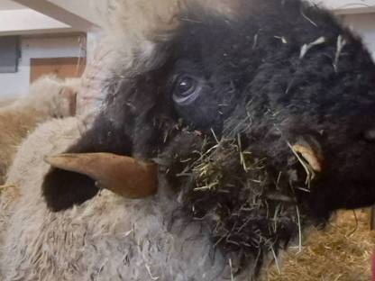 Bild 4:Walliser Schwarznasen