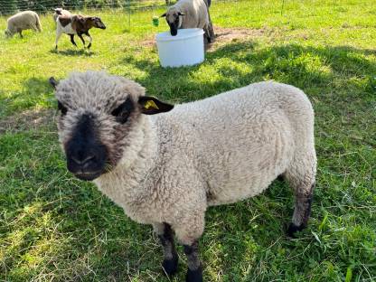 Shropshire Bock