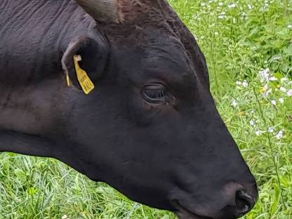 Bild 3:BIO 100 % WAGYU Jungbulle