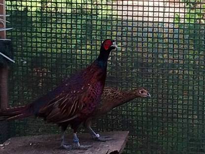 Bild 2:Böhmischer Jagdfasan und Königsfasan