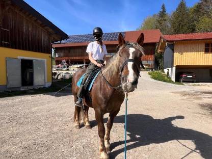 Bild 5:Norikerstute (5 Jahre) - liebevoller Platz gesucht