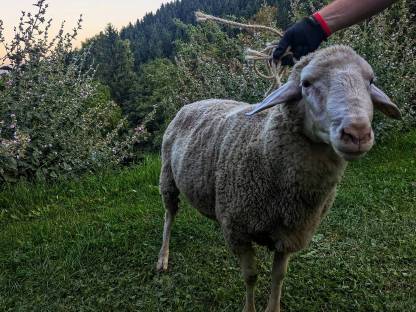 Bild 3:Bio Merino Widder