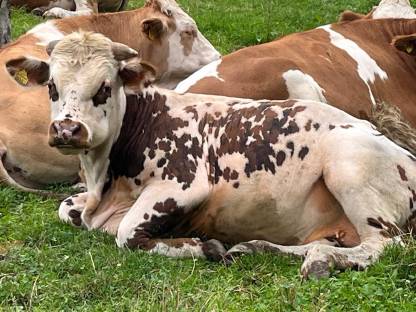 Bild 4:Stier Normanne