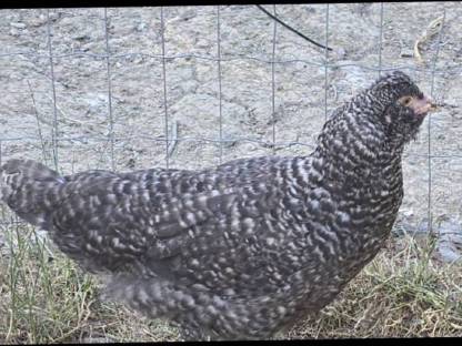 Bild 7:Legehennen von 2025