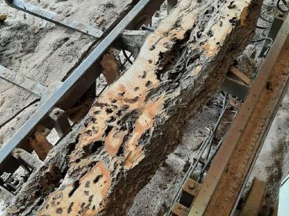 Bild 3:Esche Pfosten