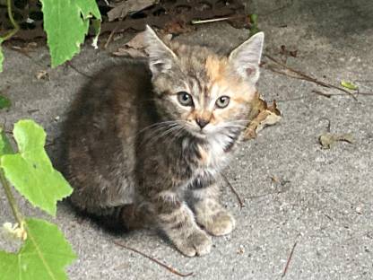 Bild 4:Kätzchen - Babykatzen - Langhaar - Halblanghaar - Kurzhaar
