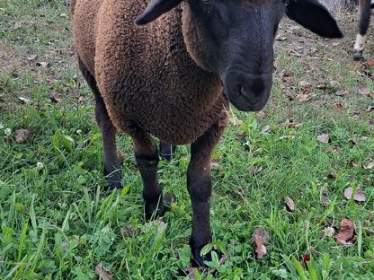 Schafbock