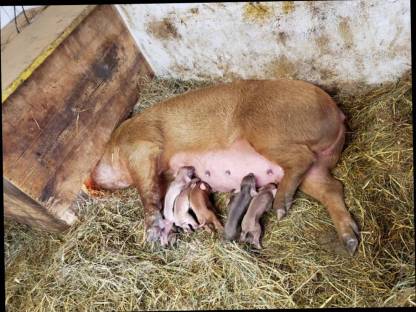 Bild 3:Duroc Iberico Berkshire Schwäbisch Ferkel