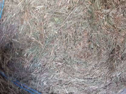 Bild 6:50 Stk. Bio-Heuballen mit Lagermöglichkeit April 2026