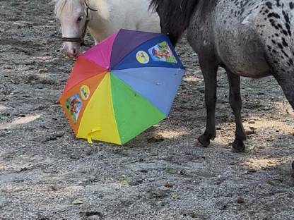 Bild 4:Super liebes kinder pony