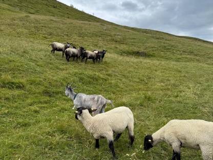 Schafe Kärnten - Suffolk und Blaue Texel