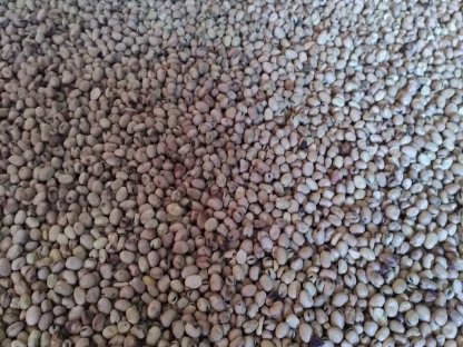 Bild 2:Ackerbohne konventionell 2025