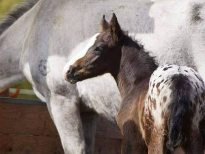 Bild 7:Deckhengst Appaloosa LS Hollywood Dazz