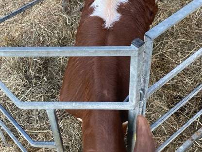 Bild 2:Pinzgauer reinrassiges Stierkalb ! Reserviert !